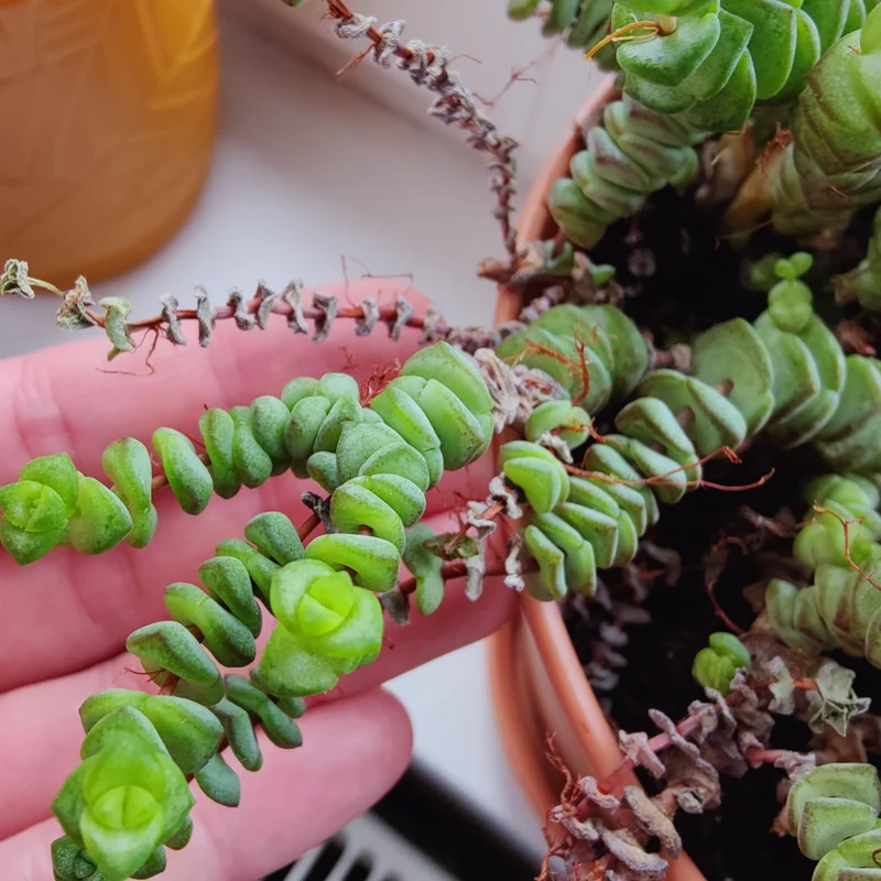 Crassula Succulent Live Plant - Unique Variety in a 4-Inch Pot, Ideal for Indoor or Outdoor Decor