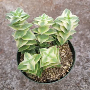 Crassula Succulent Live Plant - Unique Variety in a 4-Inch Pot, Ideal for Indoor or Outdoor Decor