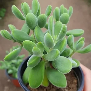Crassula Succulent Live Plant - Unique Variety in a 4-Inch Pot, Ideal for Indoor or Outdoor Decor