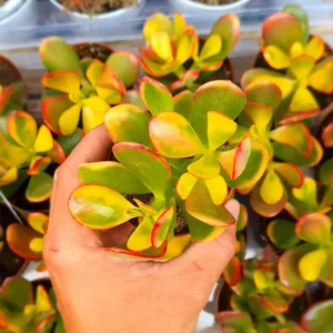 Crassula Ovata Tricolor