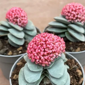 Morgan’s beauty crassula