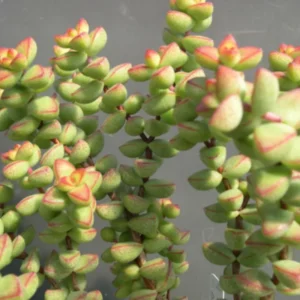 Crassula Brevifolia