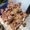 Crassula Variegata
