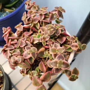 Crassula Variegata