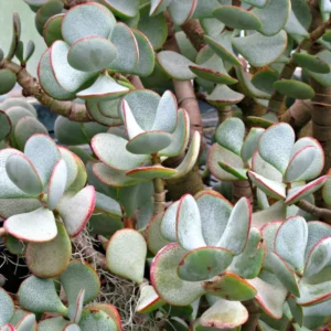 Live Crassula Succulent Plant - Rare Variety, Suitable for Indoor or Outdoor Spaces, 4-Inch Pot