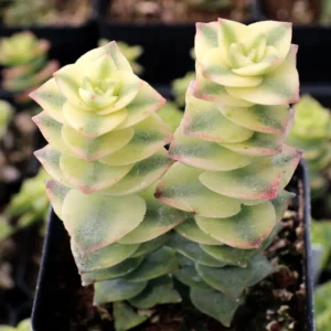 Live Crassula Succulent Plant - Rare Variety, Suitable for Indoor or Outdoor Spaces, 4-Inch Pot