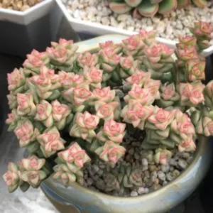 Live Crassula Succulent Plant - Rare Variety, Suitable for Indoor or Outdoor Spaces, 4-Inch Pot