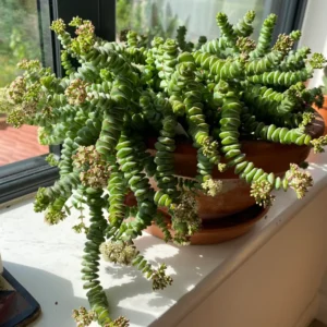 Crassula Succulents Plants Live, Rare Succulent Live Plant, Houseplant Indoor Outdoor 2 Inch Pot - Necklace Crassula Rupestris