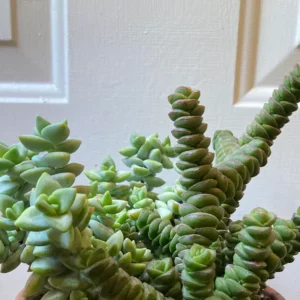 Crassula Succulents Plants Live, Rare Succulent Live Plant, Houseplant Indoor Outdoor 2 Inch Pot - Necklace Crassula Rupestris