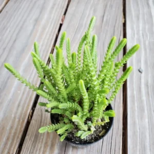 Crassula Succulents Plants Live, Rare Succulent Live Plant, Houseplant Indoor Outdoor 2 Inch Pot - Crassula Watchchain