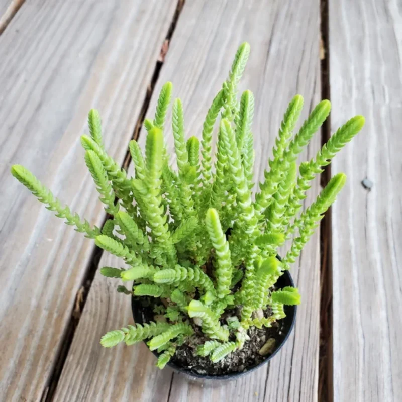 Crassula Succulents Plants Live, Rare Succulent Live Plant, Houseplant Indoor Outdoor 2 Inch Pot - Crassula Watchchain