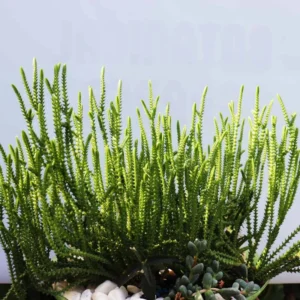 Crassula Succulents Plants Live, Rare Succulent Live Plant, Houseplant Indoor Outdoor 2 Inch Pot - Crassula Watchchain