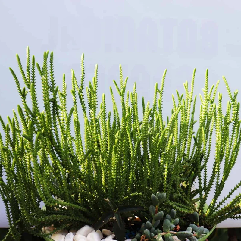 Crassula Succulents Plants Live, Rare Succulent Live Plant, Houseplant Indoor Outdoor 2 Inch Pot - Crassula Watchchain