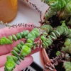 Crassula Succulents Plants Live, Rare Succulent Live Plant, Houseplant Indoor Outdoor 2 Inch Pot - Necklace Crassula Rupestris
