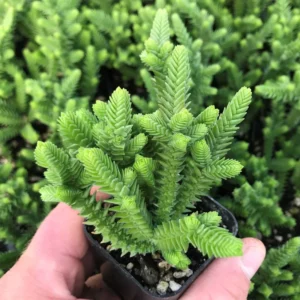 Crassula Succulents Plants Live, Rare Succulent Live Plant, Houseplant Indoor Outdoor 2 Inch Pot - Crassula Watchchain