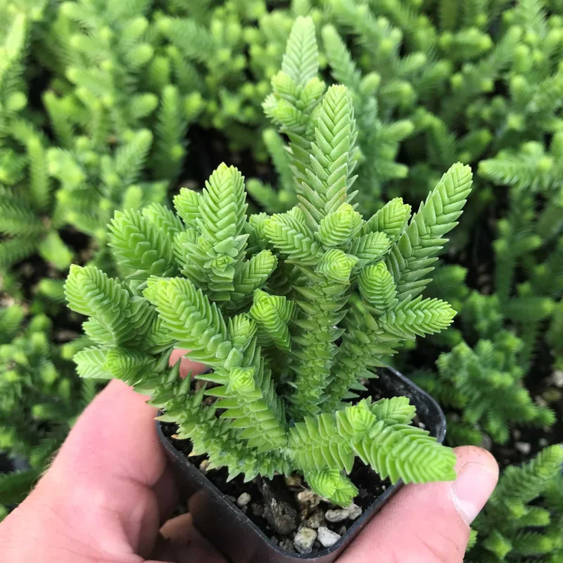 Crassula Succulents Plants Live, Rare Succulent Live Plant, Houseplant Indoor Outdoor 2 Inch Pot - Crassula Watchchain
