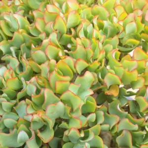 Crassula Succulents Plants Live, Rare Succulent Live Plant, Houseplant Indoor Outdoor 2 Inch Pot - Crassula arborescens