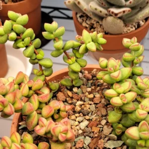 Crassula Succulents Plants Live, Rare Succulent Live Plant, Houseplant Indoor Outdoor 2 Inch Pot - Necklace Crassula Rupestris