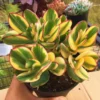 Crassula Succulents Plants Live, Rare Succulent Live Plant, Houseplant Indoor Outdoor 2 Inch Pot - Crassula Ovata Tricolor
