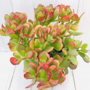 Crassula Succulents Plants Live, Rare Succulent Live Plant, Houseplant Indoor Outdoor 2 Inch Pot - Crassula Ovata Tricolor