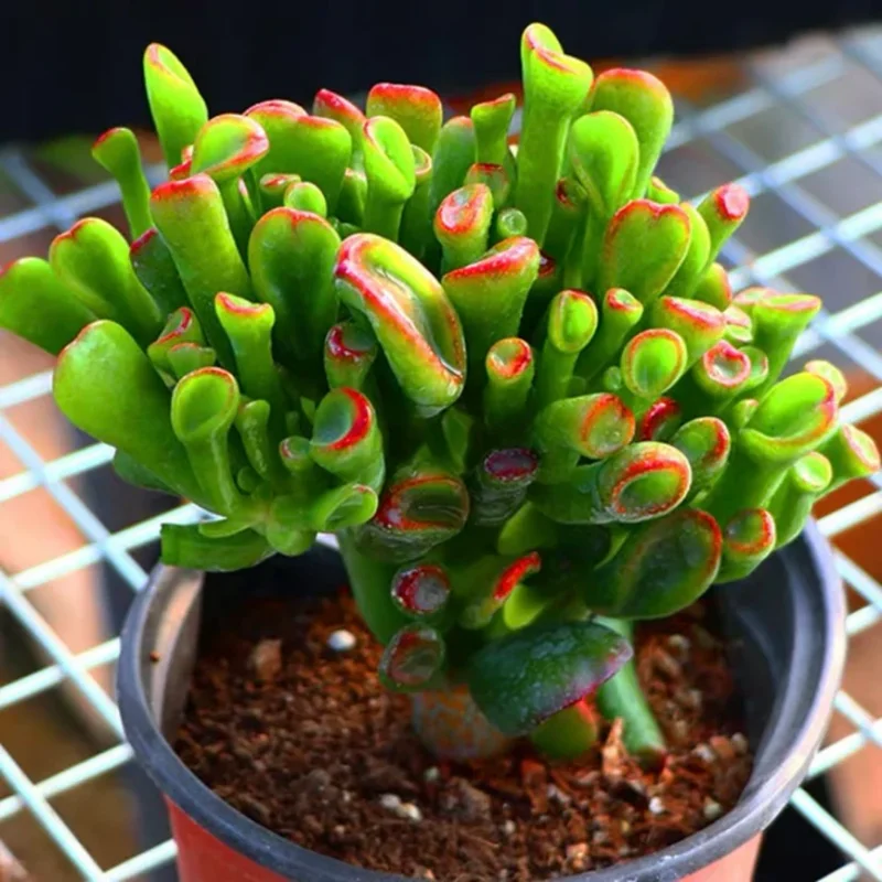 Crassula Succulents Plants Live, Rare Succulent Live Plant, Houseplant Indoor Outdoor 2 Inch Pot - Crassula Ovata Gollum