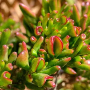 Crassula Succulents Plants Live, Rare Succulent Live Plant, Houseplant Indoor Outdoor 2 Inch Pot - Crassula Ovata Gollum