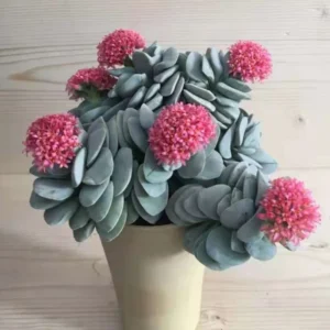Crassula Succulents Plants Live, Rare Succulent Live Plant, Houseplant Indoor Outdoor 2 Inch Pot - Morgan’s beauty crassula