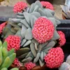 Crassula Succulents Plants Live, Rare Succulent Live Plant, Houseplant Indoor Outdoor 2 Inch Pot - Morgan’s beauty crassula