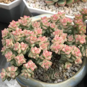 Crassula Succulents Plants Live, Rare Succulent Live Plant, Houseplant Indoor Outdoor 2 Inch Pot - Variegated Tom Thumb Crassula Pastel