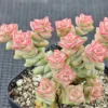 Crassula Succulents Plants Live, Rare Succulent Live Plant, Houseplant Indoor Outdoor 2 Inch Pot - Variegated Tom Thumb Crassula Pastel