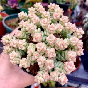 Crassula Succulents Plants Live, Rare Succulent Live Plant, Houseplant Indoor Outdoor 2 Inch Pot - Variegated Tom Thumb Crassula Pastel