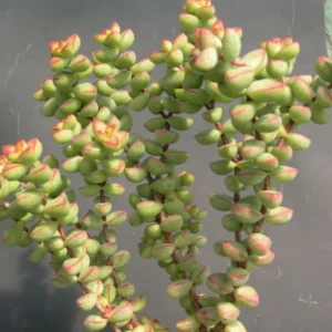 Crassula Succulents Plants Live, Rare Succulent Live Plant, Houseplant Indoor Outdoor 2 Inch Pot - Crassula Brevifolia