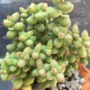 Crassula Succulents Plants Live, Rare Succulent Live Plant, Houseplant Indoor Outdoor 2 Inch Pot - Crassula Brevifolia