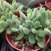 Crassula Succulents Plants Live, Rare Succulent Live Plant, Houseplant Indoor Outdoor 2 Inch Pot - Crassula Rogersii
