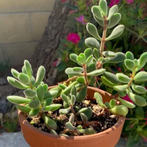 Crassula Succulents Plants Live, Rare Succulent Live Plant, Houseplant Indoor Outdoor 2 Inch Pot - Crassula Rogersii