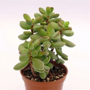 Crassula Succulents Plants Live, Rare Succulent Live Plant, Houseplant Indoor Outdoor 2 Inch Pot - Crassula Rogersii