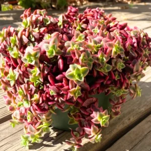 Crassula Succulents Plants Live, Rare Succulent Live Plant, Houseplant Indoor Outdoor 2 Inch Pot - Crassula Variegata