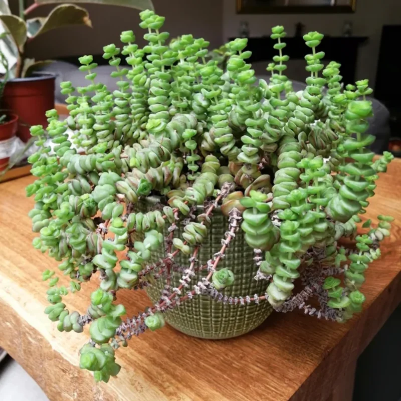 Crassula Succulents Plants Live, Rare Succulent Live Plant, Houseplant Indoor Outdoor 2 Inch Pot - Variegated String of Buttons Crassula Perforata