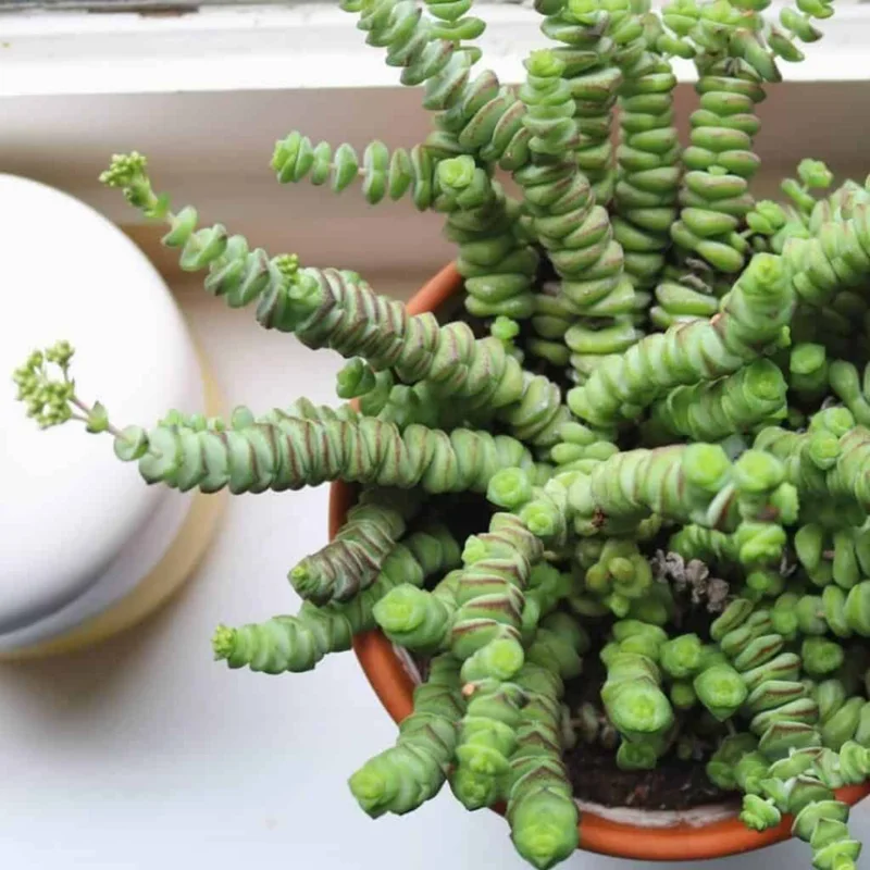 Crassula Succulents Plants Live, Rare Succulent Live Plant, Houseplant Indoor Outdoor 2 Inch Pot - Variegated String of Buttons Crassula Perforata