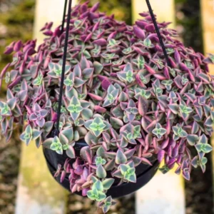 Crassula Succulents Plants Live, Rare Succulent Live Plant, Houseplant Indoor Outdoor 2 Inch Pot - Crassula Variegata