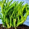 Crassula Succulent Live Plant - Unique Variety in a 4-Inch Pot, Ideal for Indoor or Outdoor Decor - Crassula Watchchain