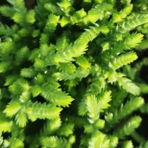 Crassula Succulent Live Plant - Unique Variety in a 4-Inch Pot, Ideal for Indoor or Outdoor Decor - Crassula Watchchain