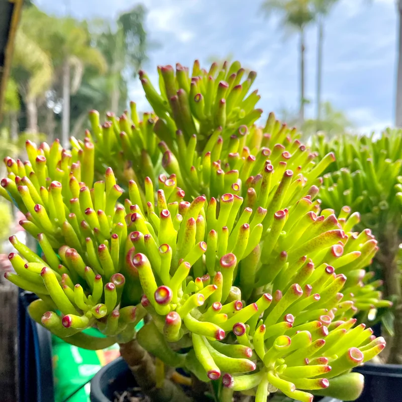 Crassula Succulent Live Plant - Unique Variety in a 4-Inch Pot, Ideal for Indoor or Outdoor Decor - Crassula Ovata Gollum