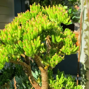 Crassula Succulent Live Plant - Unique Variety in a 4-Inch Pot, Ideal for Indoor or Outdoor Decor - Crassula Ovata Gollum