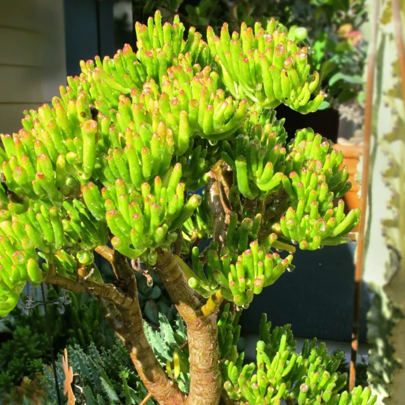 Crassula Succulent Live Plant - Unique Variety in a 4-Inch Pot, Ideal for Indoor or Outdoor Decor - Crassula Ovata Gollum