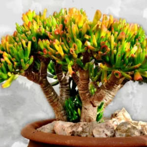 Crassula Succulent Live Plant - Unique Variety in a 4-Inch Pot, Ideal for Indoor or Outdoor Decor - Crassula Ovata Gollum