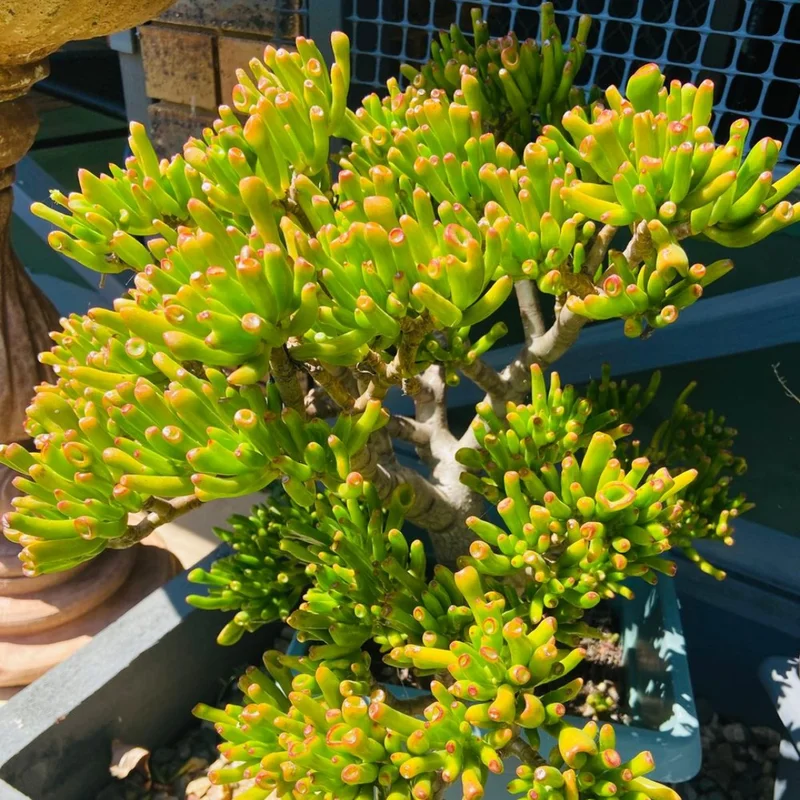 Crassula Succulent Live Plant - Unique Variety in a 4-Inch Pot, Ideal for Indoor or Outdoor Decor - Crassula Ovata Gollum