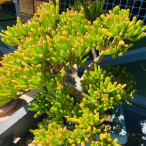 Crassula Succulent Live Plant - Unique Variety in a 4-Inch Pot, Ideal for Indoor or Outdoor Decor - Crassula Ovata Gollum