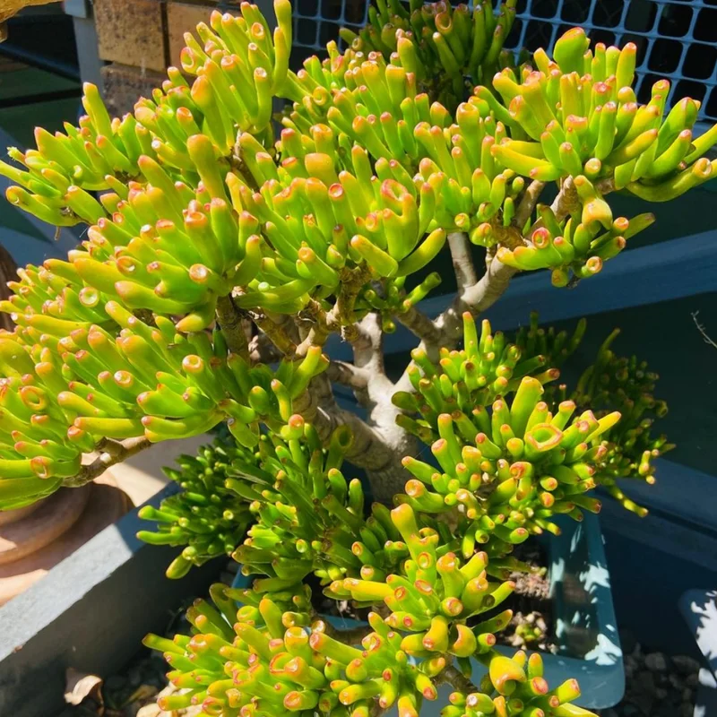 Crassula Succulent Live Plant - Unique Variety in a 4-Inch Pot, Ideal for Indoor or Outdoor Decor - Crassula Ovata Gollum