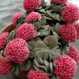 Crassula Succulent Live Plant - Unique Variety in a 4-Inch Pot, Ideal for Indoor or Outdoor Decor - Morgan’s beauty crassula